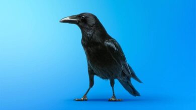 Four steps to improving your organizations cyber resilience